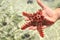 Red starfish on the palm. Indian Ocean Coast, Diani Beach, Kenya, Mombasa