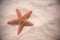 Red starfish resting on the bottom of Indian Ocean