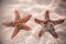 Red starfish resting on the bottom of Indian Ocean