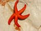 Red starfish on a rock