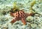 Red starfish on sea bottom. Pillow starfish on white sand in seawater.