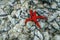 Red Starfish on the SeaFloor Echinaster sepositus Underwater