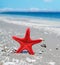 Red starfish by the shore