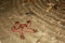 A red starfish underwater on the sea floor