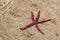 Red starfish in the warm clear water of the Red Sea, Egypt