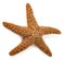 Red starfish on white. Sea star