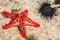 Red starfish Zanzibar