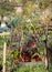 Red stem chard growing at an allotment in Wells, Somerset UK