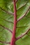 Red stemmed chard leaf