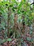 Red stemmed fig tree in secondary forest