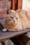 Red stern cat on wooden board bench