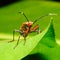 Red Stink Bug on green leaf, a macro shot