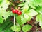 Red stone bramble in the forest. stone bramble in the wild. the red berries of stone bramble.