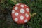 red stone with white circles and grass