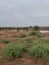 Red stoney soil with greenery