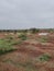 Red stoney soil with greenery