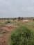 Red stoney soil with greenery