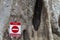 Red stop sign by old tree with hollow. Old tree with rough bark and hole in trunk. Prohibition to climb tree.