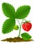 Red strawberry fruit with green leafs