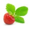 Red strawberry fruit with green leafs isolated