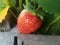 Red strawberry fruit and green leaves in garden