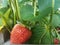 Red strawberry fruit and green leaves in garden