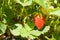 Red strawberry among green leaves. Useful products grown