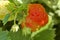 Red strawberry keep up in the garden macro close-up