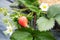 Red Strawberry plant. Wild organic stawberry bushes. Strawberries in growth at garden.