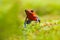 Red Strawberry poison dart frog, Dendrobates pumilio, in the nature habitat, Costa Rica. Close-up portrait of poison red frog.