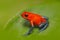 Red Strawberry poison dart frog, Dendrobates pumilio, in the nature habitat, Costa Rica. Close-up portrait of poison red frog. Fro