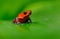 Red Strawberry poison dart frog, Dendrobates pumilio, in the nature habitat, Nicaragua. Close-up portrait of poison red frog. Rare