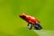 Red Strawberry poison dart frog, Dendrobates pumilio, in the nature habitat, Salvador. Close-up portrait of poison red frog. Rare