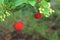 Red strawberry tree fruits Arbutus unedo. Close up.