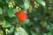 Red strawberry tree fruits Arbutus unedo ripe on the tree.