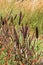 Red Strawflowers, Purple Majesty Ornamental Millet and Ornamental Grasses in a field