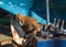 Red stray cat on a rusty abandoned bulldozer