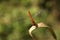 Red strecosis on the grass stumps. Macro photography. Magnified image of an insect against a blurred background. The world of