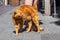 Red street cat rubs against the legs of a woman.