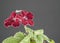 Red streptocarpus flower