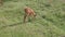 A red-striped baby antelope sitatunga grazes in a meadow and eats grass