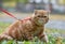 Red striped exotic cat with a leash walking in the yard. Young cute Persian cat in harness sitting on the lawn
