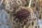 Red striped Graphosoma lineatum/Graphosoma semipunctatum