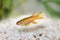 Red-Striped Killifish Male Aphyosemion striatum tropical aquarium fish