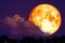 red sturgeon moon on the night red sky back silhouette tree