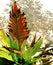 Red Succulant Plant with Green Leaves and Concrete Background