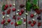 Red summer berries: cherry, mulberry, currant, raspberries on a wooden background