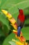 Red sunbird with flower