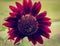 Red Sunflower Against a Blurry Background