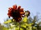 Red sunflower and blur rainbow background